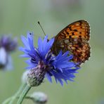 Schmetterling