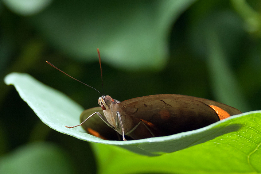 Schmetterling