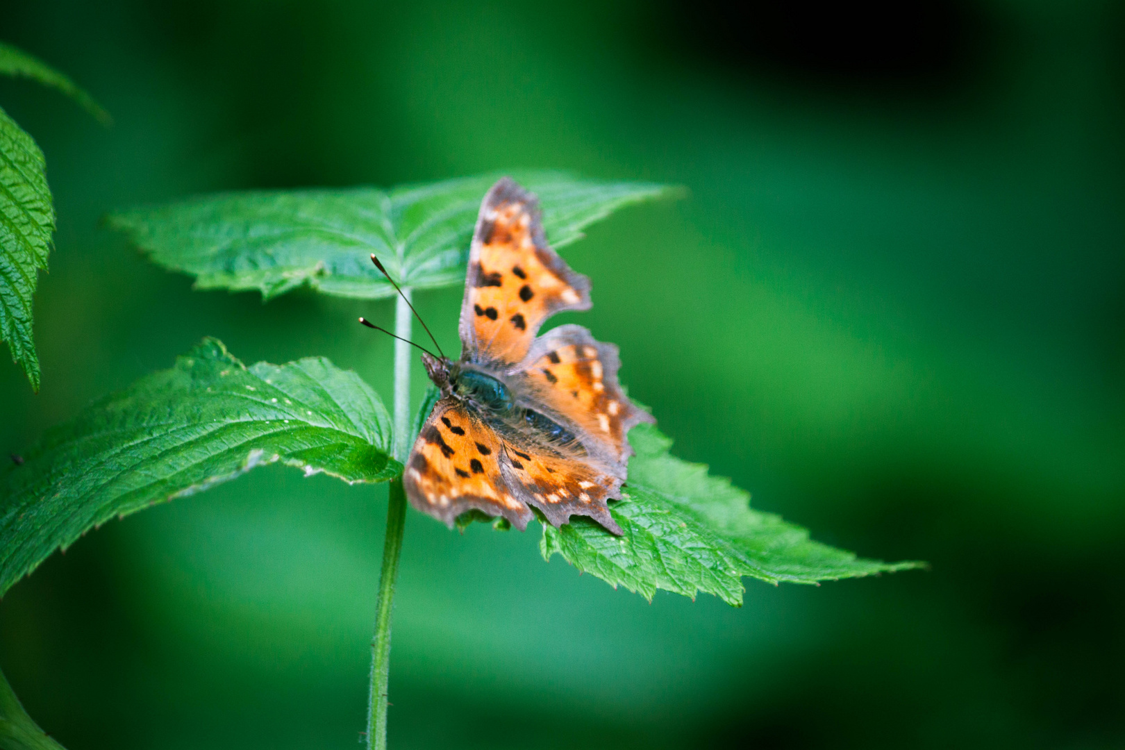 Schmetterling