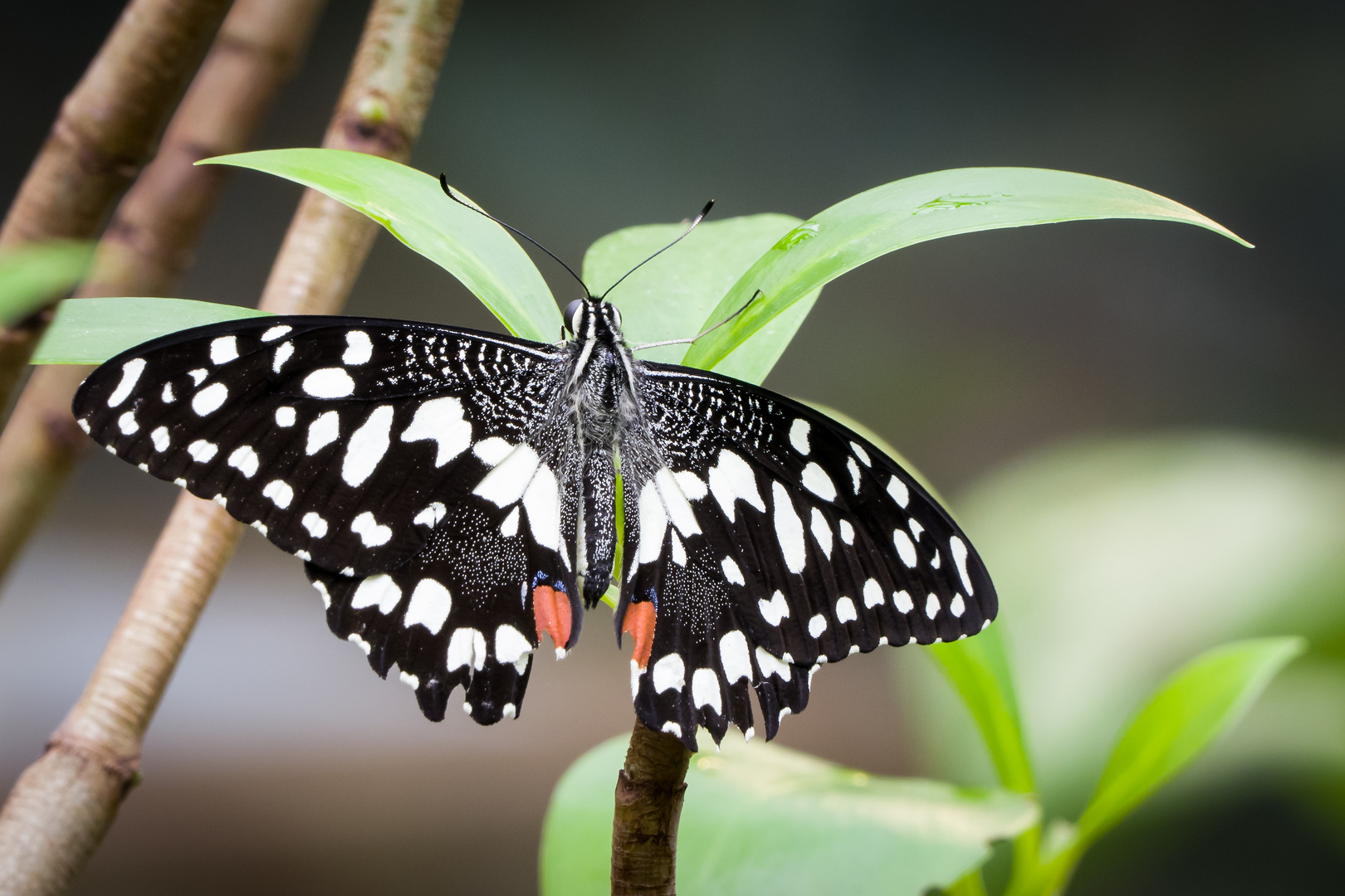 Schmetterling