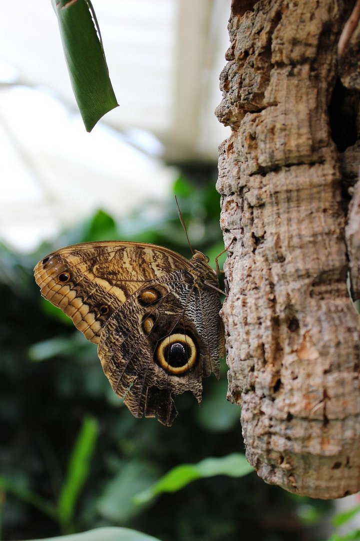 Schmetterling