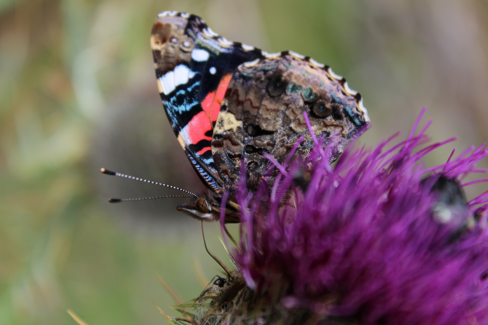 Schmetterling