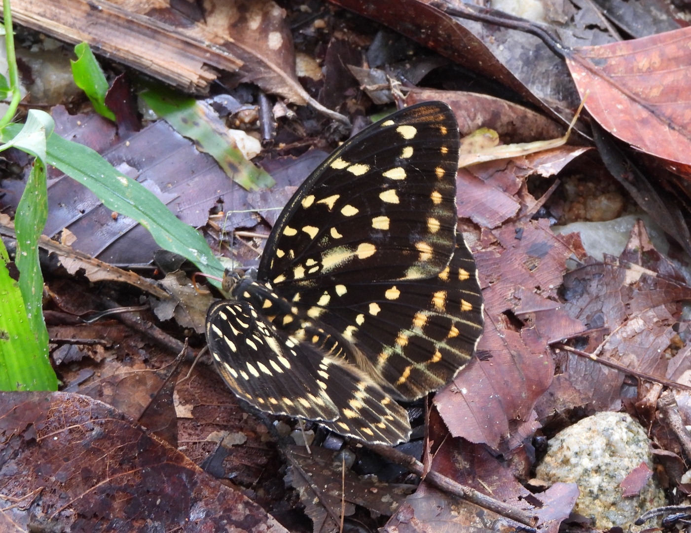 Schmetterling 