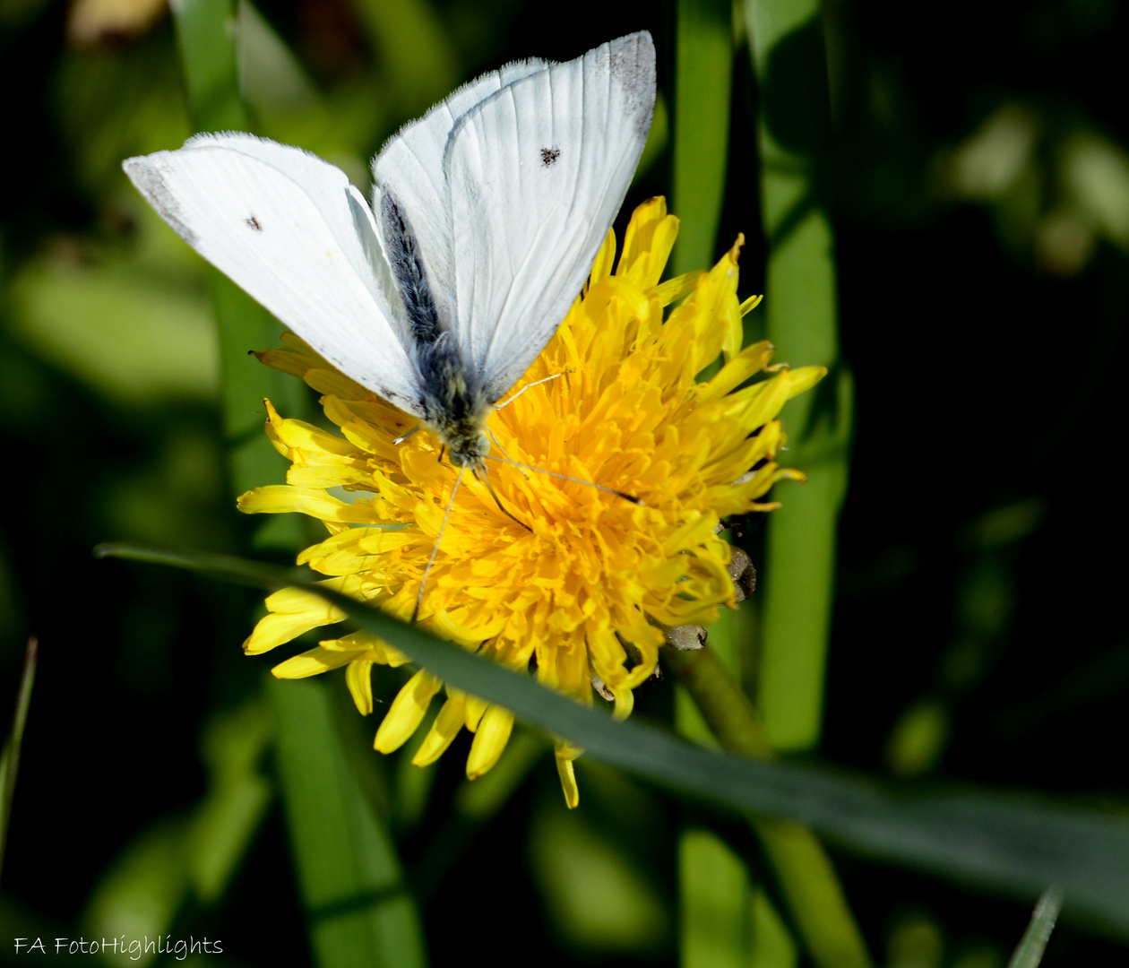 Schmetterling