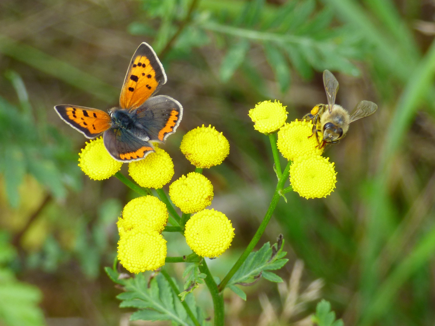 Schmetterling + Bienchen