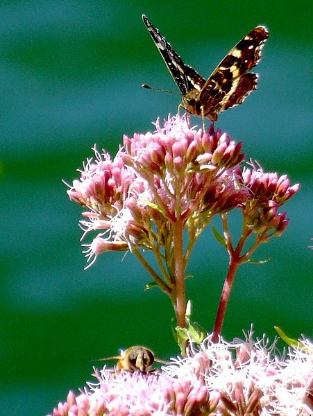 Schmetterling + Biene