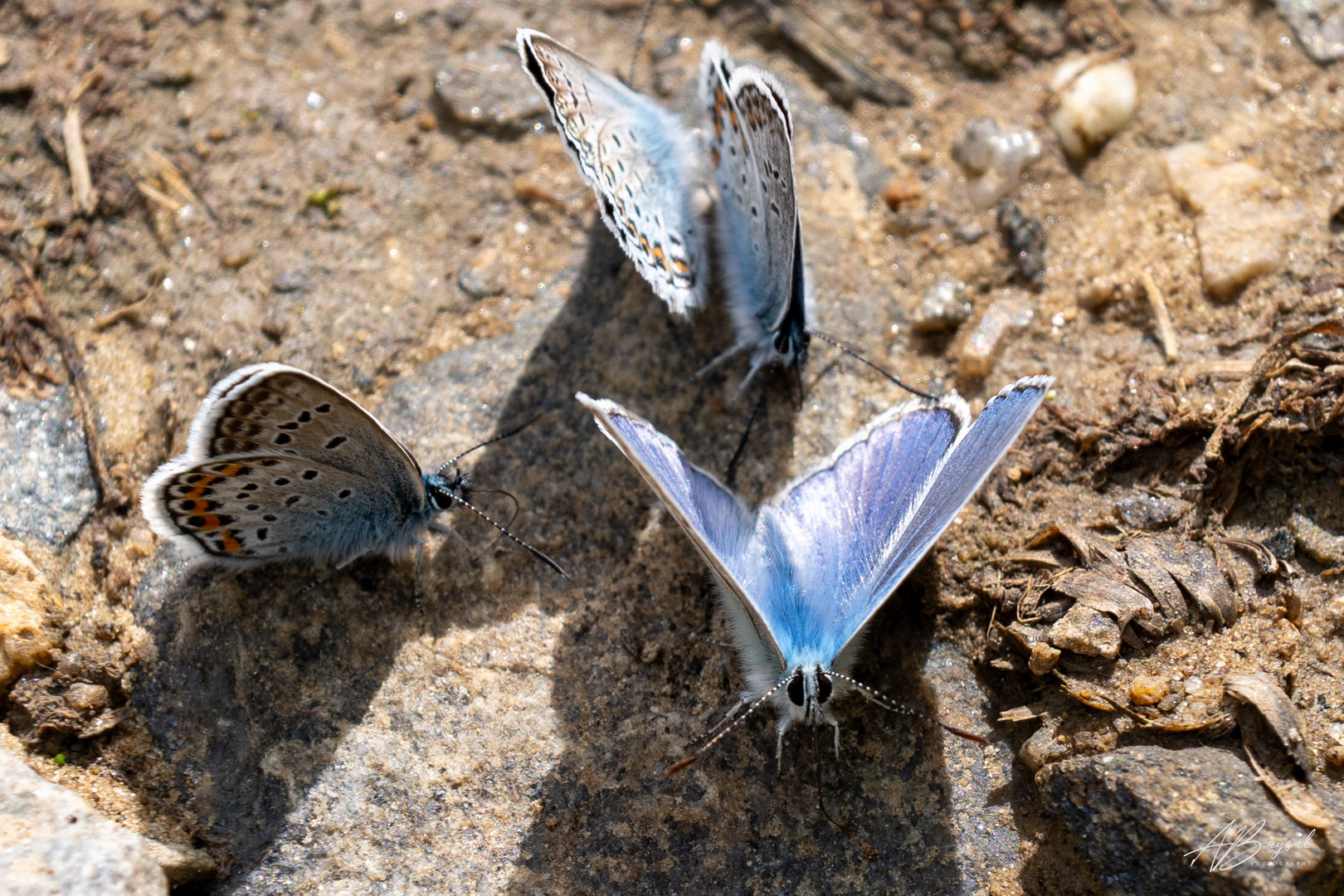 Schmetterling - Bläuling