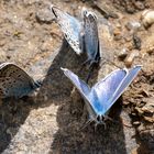 Schmetterling - Bläuling