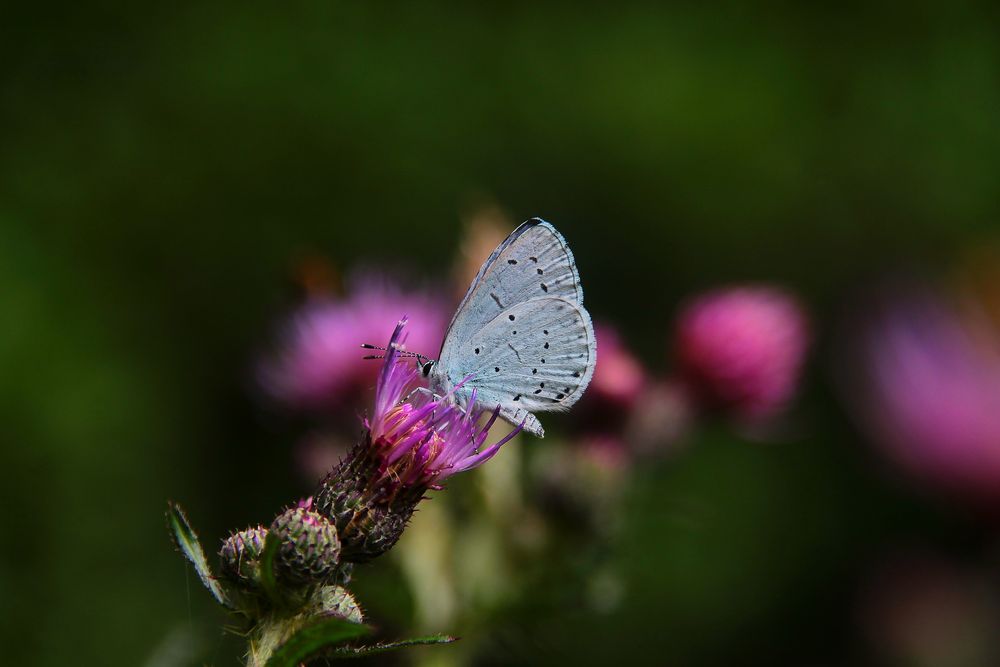 Schmetterling Bläuling 2012