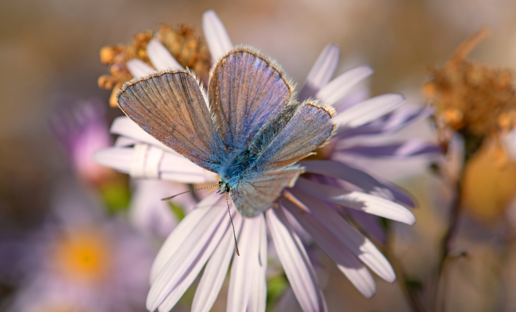 Schmetterling "Bläuling"