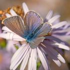 Schmetterling "Bläuling"