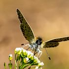 Schmetterling - Bläuling