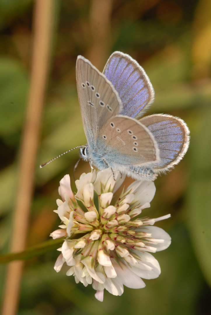 Schmetterling Bläuling