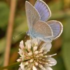 Schmetterling Bläuling