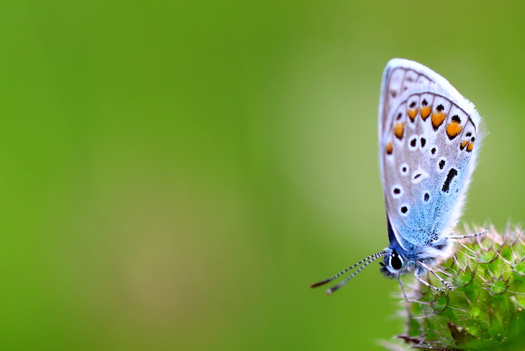 Schmetterling/ Bläuling