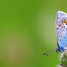 Schmetterling/ Bläuling