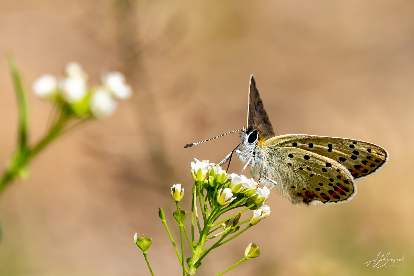 Schmetterling - Bläuling