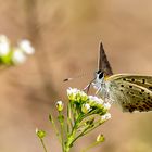 Schmetterling - Bläuling