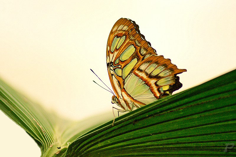 Schmetterling + Blatt