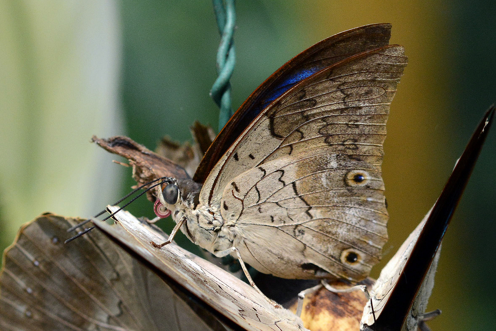 Schmetterling Blattflügel kein Passionsfalter.