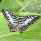 Schmetterling Blau