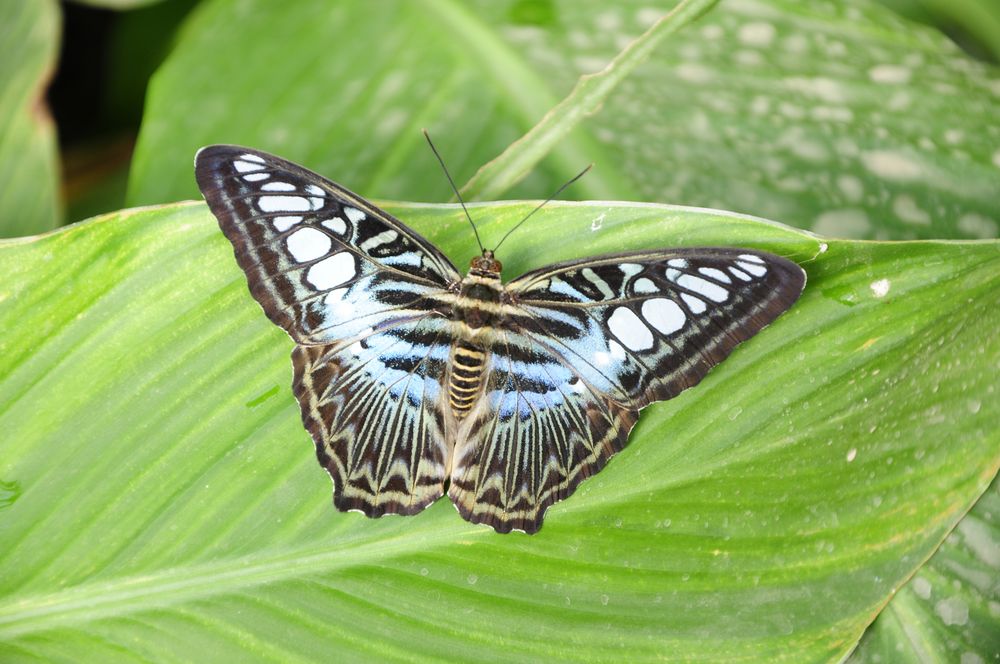 Schmetterling Blau