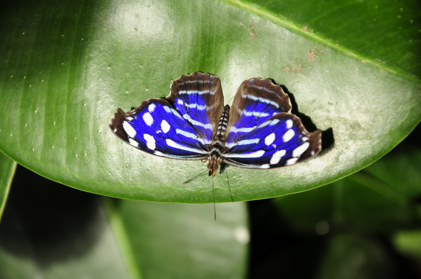 Schmetterling blau