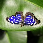 Schmetterling blau