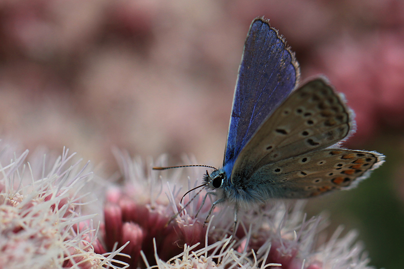 Schmetterling blau