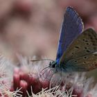 Schmetterling blau