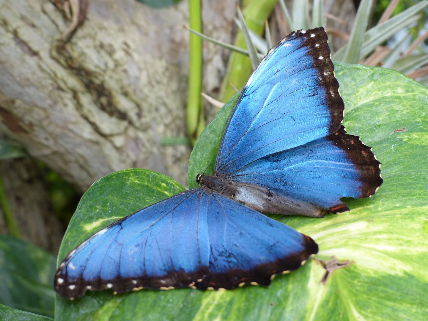 Schmetterling Blau