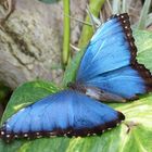 Schmetterling Blau