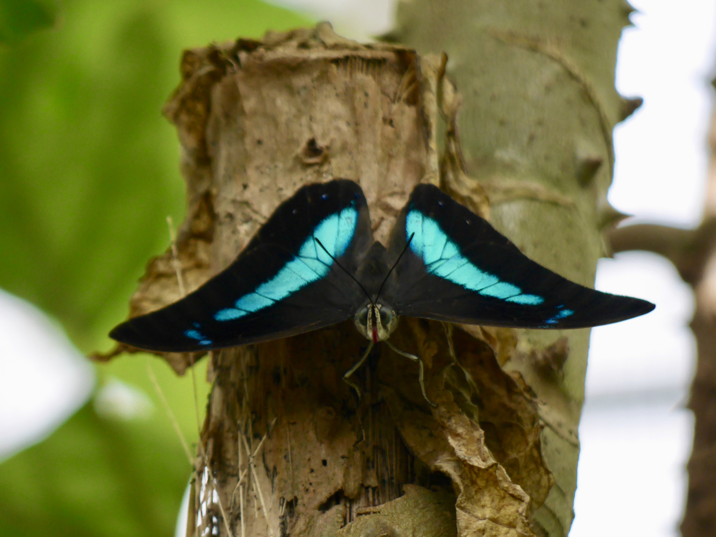 Schmetterling blau