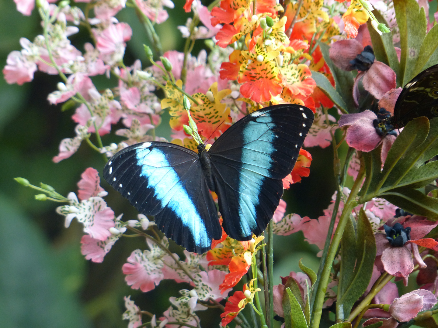 Schmetterling blau