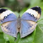 Schmetterling Blau Braun