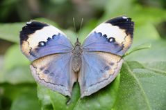 Schmetterling Blau Braun