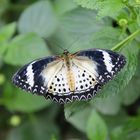 Schmetterling Blau Bunt