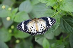 Schmetterling Blau Bunt