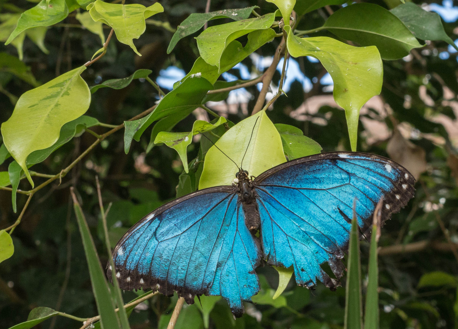 Schmetterling Blau