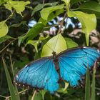 Schmetterling Blau