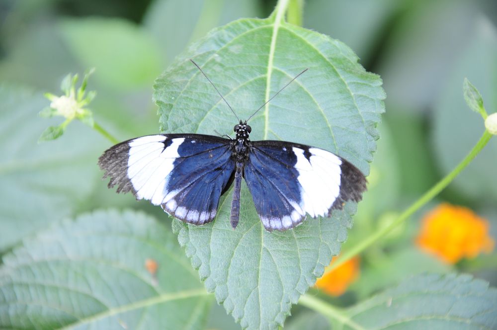 Schmetterling blau