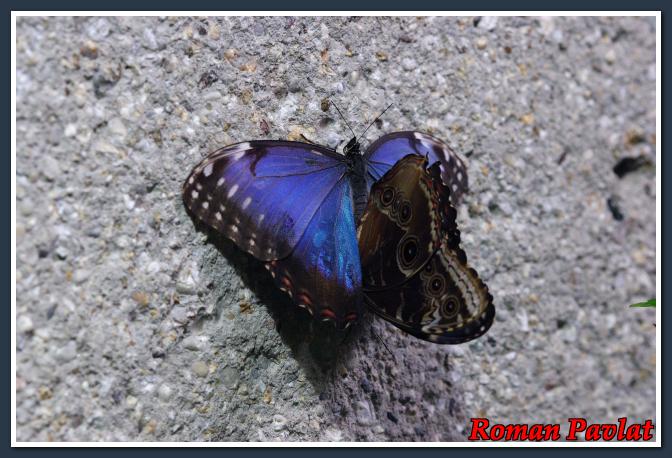 Schmetterling, blau - Flügel Ober-/Unterseite sichtbar