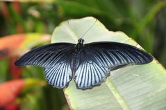 Schmetterling blau - grau