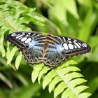 Schmetterling blau - weiß