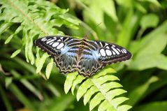 Schmetterling blau - weiß