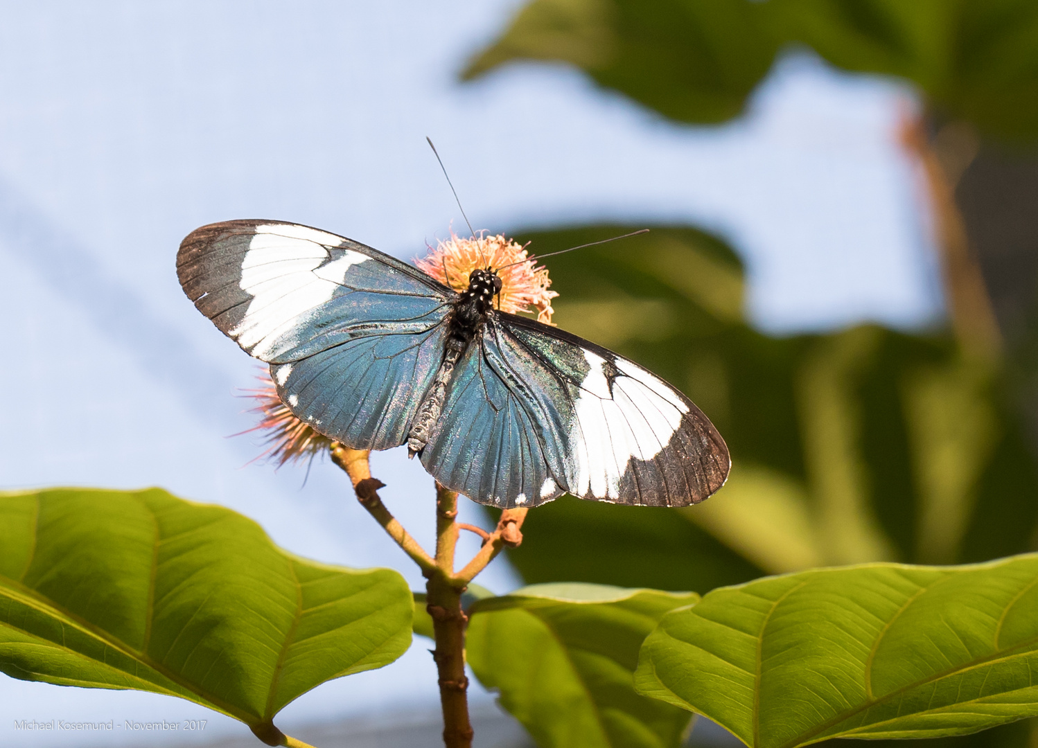 Schmetterling blau-weiß-braun