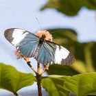 Schmetterling blau-weiß-braun