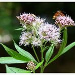 Schmetterling & Blömcher