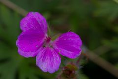 Schmetterling ?  Blümchen ? ...