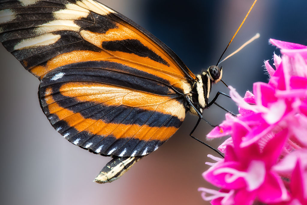 Schmetterling & Blume